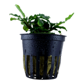 139 辣椒榕 密林 Bucephalandra pygmaea 'Wavy Green'